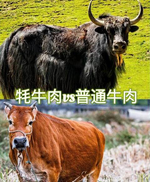 牦牛肉与黄牛肉嘌呤哪个高