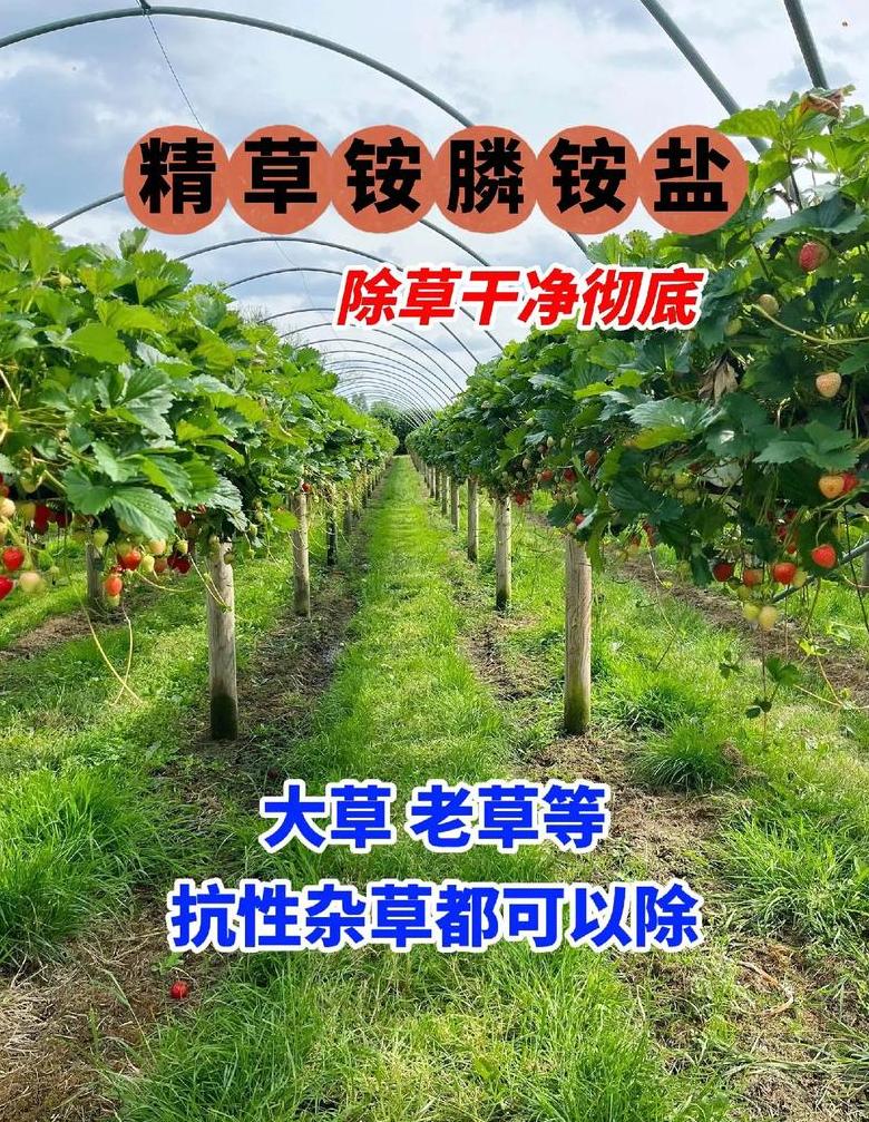 草甘膦可以和草胺磷混用吗