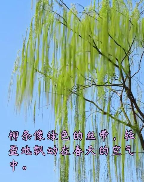 柳枝弯弯像什么啊