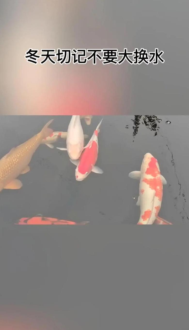为什么锦鲤不能养13条