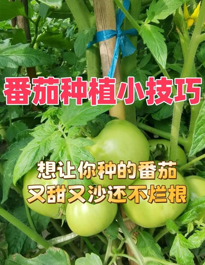 番茄怎么进入房间