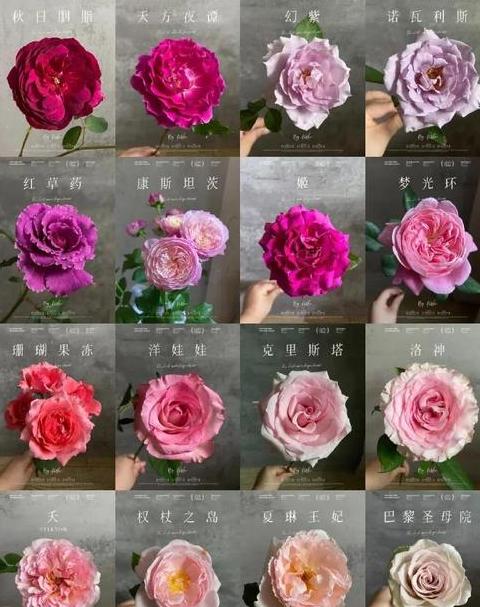 玫瑰香味排名