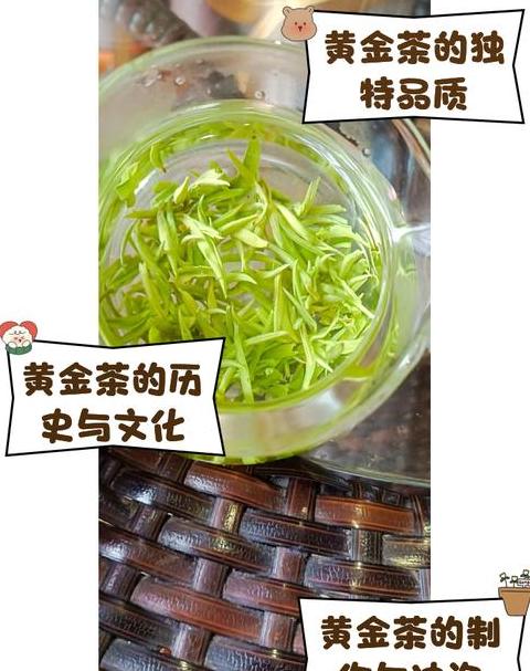 湘西黄金茶好吗