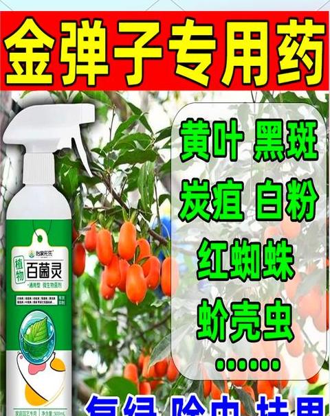 养金弹子用什么肥料