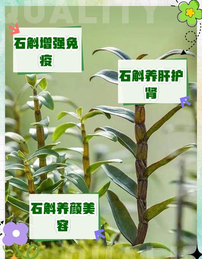 安徽石斛和云南石斛的区别
