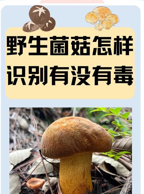 食用菌的菌读几声啊怎么读