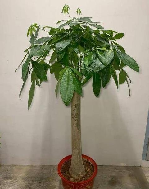 庭院适合的招财树