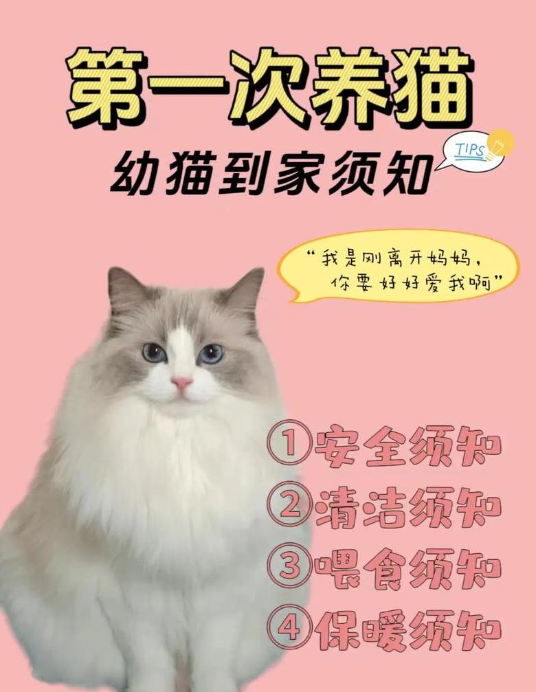 朋友送了猫应该回礼吗