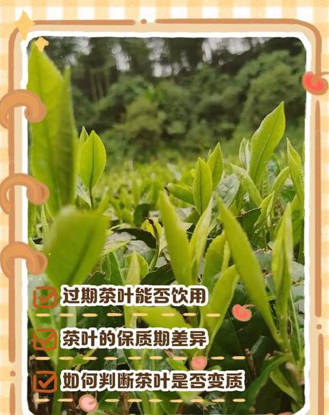 茶叶过期了但没开封