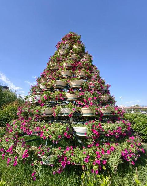 花坛里的花真漂亮 瞧