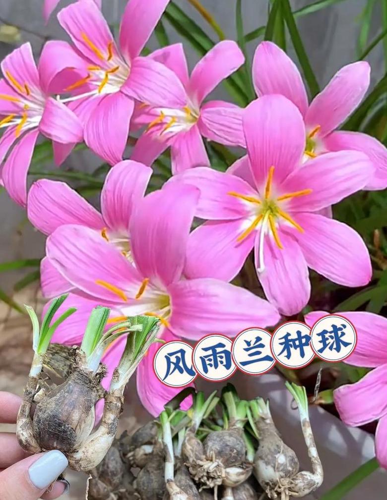 橙心兰四季都开花吗