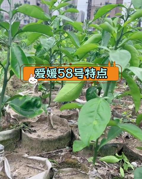 爱媛46和58的区别