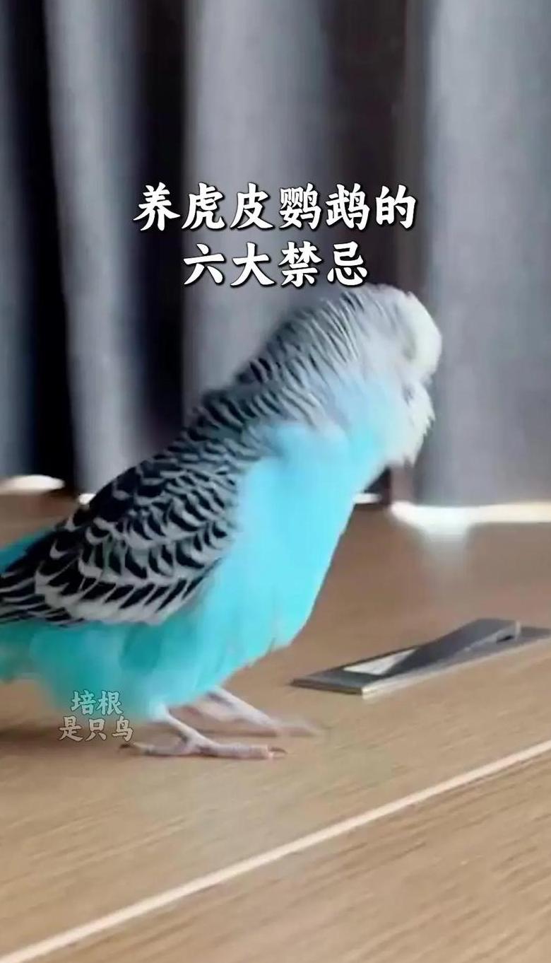 虎皮鹦鹉不喝水是什么原因