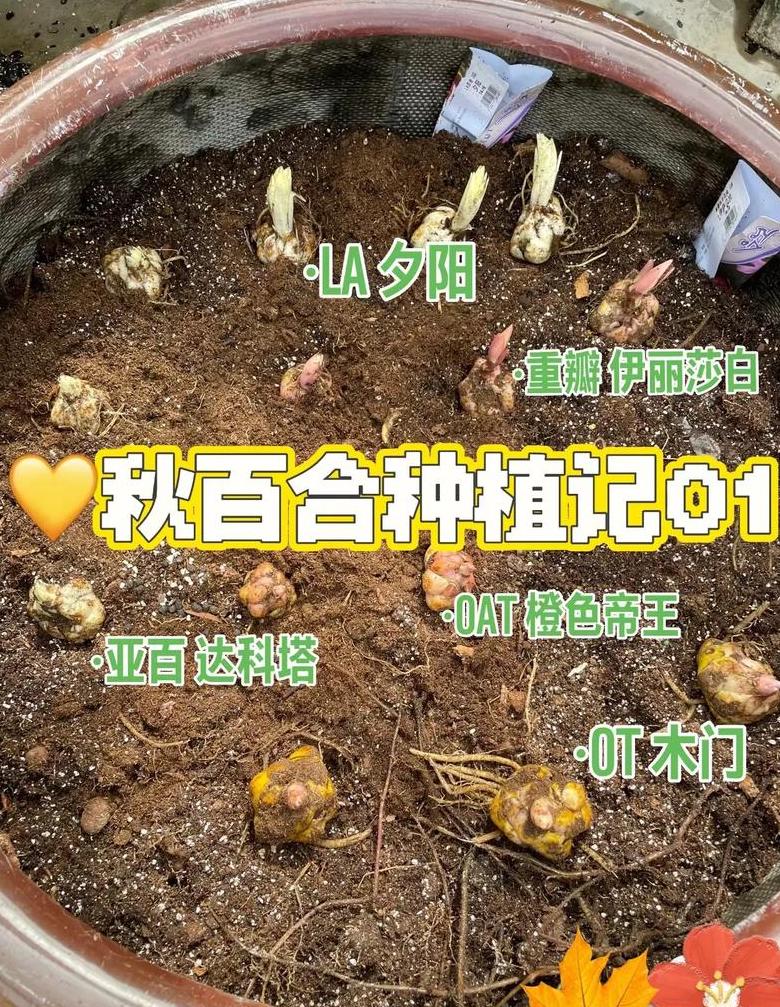 百合什么时候适合种